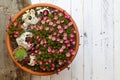 Alpine Garden Sedum Saxifrage Pink Flowers Blossom White Background