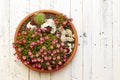 Alpine Garden Sedum Saxifrage Pink Flowers Blossom White Background