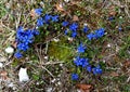 Alpine Gentian wildflowers