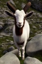 Alpine Goat Animal. AI Generated.