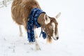 Alpine goat in a blue snowflake scarf walking in a fresh field of snow on a snowy day Royalty Free Stock Photo