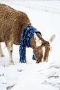 Alpine goat in a blue snowflake scarf walking in a fresh field of snow on a snowy day Royalty Free Stock Photo