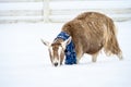 Alpine goat in a blue snowflake scarf walking in a fresh field of snow on a snowy day Royalty Free Stock Photo