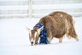 Alpine goat in a blue snowflake scarf walking in a fresh field of snow on a snowy day Royalty Free Stock Photo