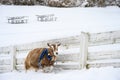 Alpine goat in a blue snowflake scarf walking in a fresh field of snow on a snowy day Royalty Free Stock Photo