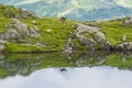 Alpine goat on the edge of the mountain reflected in a lake, mount Blanc, Alps, Italy