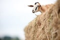 alpine goat navigating a tall hay stack