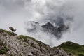 Mountain ibex with Mt. Duranno Dolomiti Friulane in the backgrounds Royalty Free Stock Photo