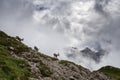 Mountain ibex with Mt. Duranno Dolomiti Friulane in the backgrounds Royalty Free Stock Photo