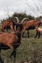 Alpine goats grazing in the meadow Royalty Free Stock Photo