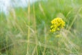 Alpine goldenrod Solidago alpestris between grass on alpine meadow in Bieszczady Carpatia Poland