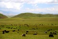 The Alpine Grassland scenery on the Qinghai Tibet Plateau Royalty Free Stock Photo