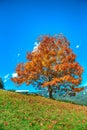 Alpine green fields and lonely tree near Gosau village at autumn