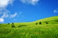 Alpine green meadow in mountains