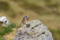 Alpine groundhog Marmota monax standing behind rock in grassla