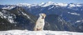 Alpine Guardian: Stoic Dog Amidst the Snowy Peaks