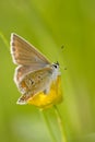 Alpine Heath butterfly