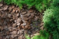 Alpine hill of conifers and shrubs is mulched with bark