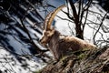 Alpine horned mammal named steinbock or capra ibex in mountain