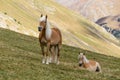 Alpine horse on Tirol Mountains. Brown gee on mountain background