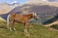 Alpine horse on Tirol Mountains. Brown gee on mountain background