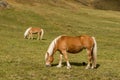 Alpine horse on Tirol Mountains. Brown gee on mountain background