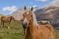 Alpine horse on Tirol Mountains. Brown gee on mountain background