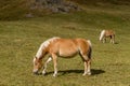 Alpine horse on Tirol Mountains. Brown gee on mountain background