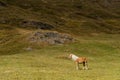 Alpine horse on Tirol Mountains. Brown gee on mountain background