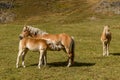 Alpine horse on Tirol Mountains. Brown gee on mountain background