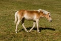 Alpine horse on Tirol Mountains. Brown gee on mountain background