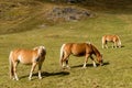 Alpine horse on Tirol Mountains. Brown gee on mountain background