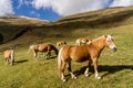 Alpine horse on Tirol Mountains. Brown gee on mountain background