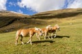 Alpine horse on Tirol Mountains. Brown gee on mountain background