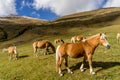 Alpine horse on Tirol Mountains. Brown gee on mountain background