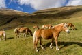 Alpine horse on Tirol Mountains. Brown gee on mountain background