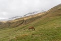 Alpine horse on Tirol Mountains. Brown gee on mountain background