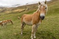 Alpine horse on Tirol Mountains. Brown gee on mountain background