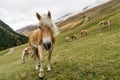 Alpine horse on Tirol Mountains. Brown gee on mountain background