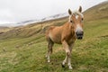 Alpine horse on Tirol Mountains. Brown gee on mountain background