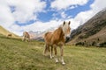 Alpine horse on Tirol Mountains. Brown gee on mountain background