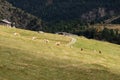 Alpine horse on Tirol Mountains. Brown gee on mountain background