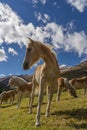 Alpine horse on Tirol Mountains. Brown gee on mountain background