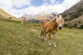 Alpine horse on Tirol Mountains. Brown gee on mountain background