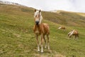 Alpine horse on Tirol Mountains. Brown gee on mountain background