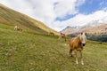 Alpine horse on Tirol Mountains. Brown gee on mountain background