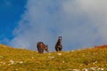 Alpine horses, Dolomites, Italy