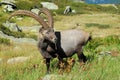 Alpine Ibex Royalty Free Stock Photo