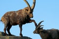 Alpine ibex Royalty Free Stock Photo