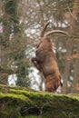 Alpine ibex Royalty Free Stock Photo